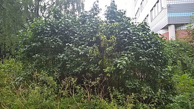 Thumbnail of WP_20160819_08_55_36_Pro.jpg