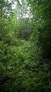 Thumbnail of WP_20160819_09_01_37_Pro.jpg